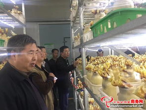 河南省領(lǐng)導(dǎo)陪同外商考察世紀(jì)香食用菌，共促農(nóng)產(chǎn)品初加工發(fā)展