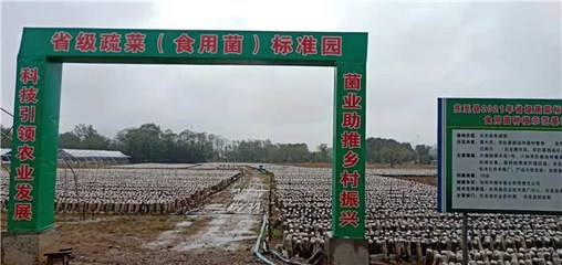 東至縣創建省級蔬菜園 深化初加工，繪就鄉村振興新藍圖