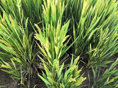 安心餐桌，品質守護——寧海新一批無公害農產品及初加工品名單公布